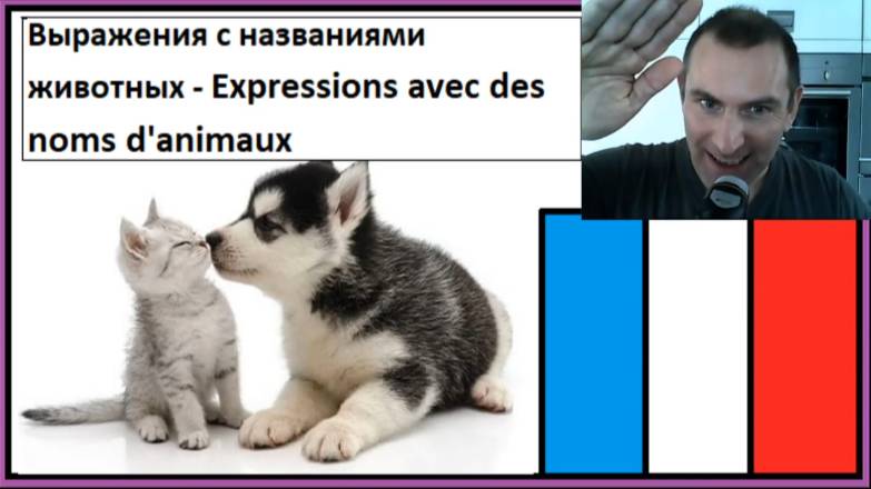 Выражения с названиями животных - Expressions avec des noms d'animaux - Словарный запас смотреть онлайн
