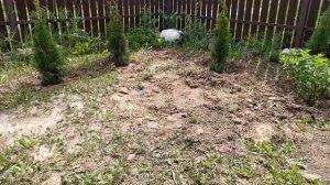 ошибки при посадке туи и гортензии