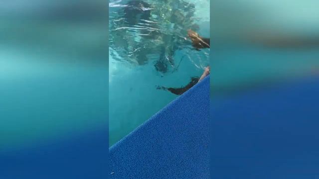 MIAROSA KEMER BEACH 5* Номер с бассейном. #Miarosa #Kemer #Turkey #Миароса # смотреть онлайн