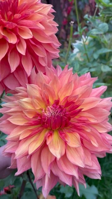 #георгины смотреть онлайн