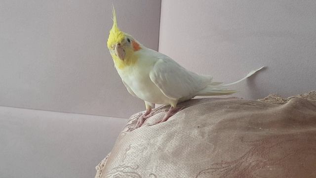 Учим попугая Коррелу пению мелодии Розовая пантера