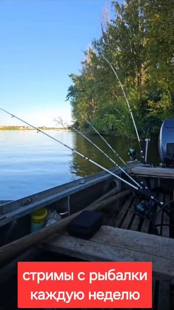 Поклевка дикого карпа #рыбалка #сазан #carp #carpfishing #fishing #?