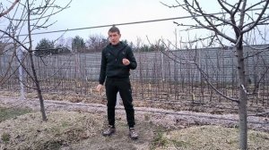 Как работает микориза на примере черешни