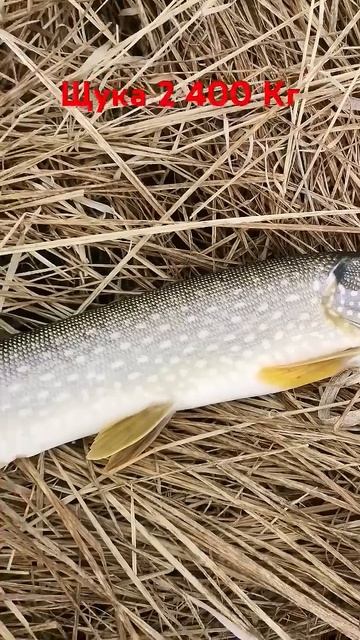 щука на блесну весной смотреть онлайн