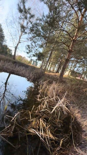 Золотая рыбка смотреть онлайн