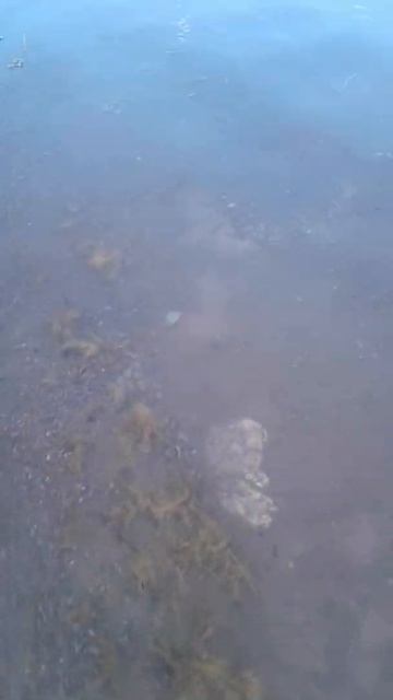 Беле. хакассия . Июль 2021 смотреть онлайн