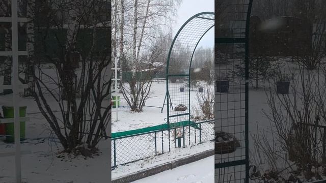 Зимнее черенкование гортензий. Видео N5. 16.02.2025