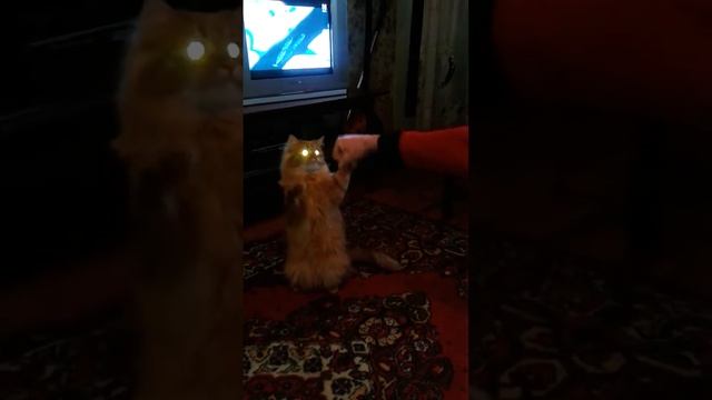 Мега ржач прикол кот боксер смотреть онлайн