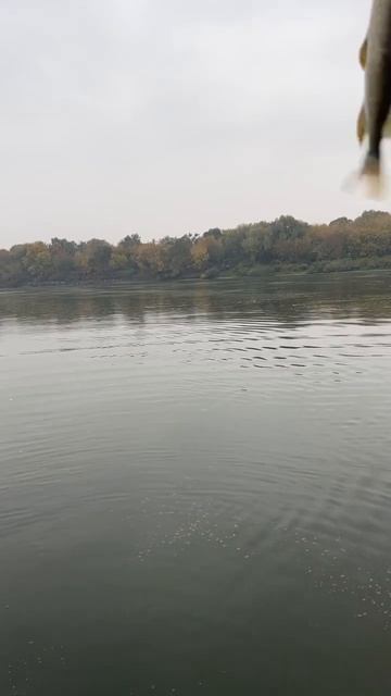 Продолжаем ловить осенних щук) отпускайте рыбу, делай? смотреть онлайн