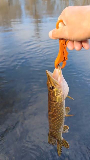 Осенний сплав с микроджигом на микроречке! #джиг #рыба? смотреть онлайн