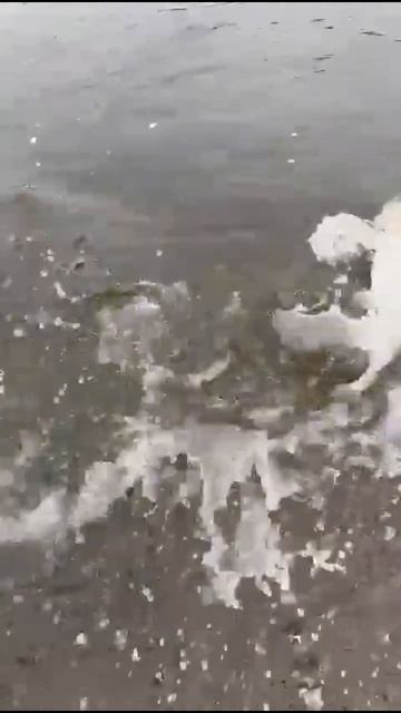 Ловля кижуча на воблер 80 мм (13 гр) от Mr. Musurok смотреть онлайн