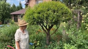 ива шаровидный карлик