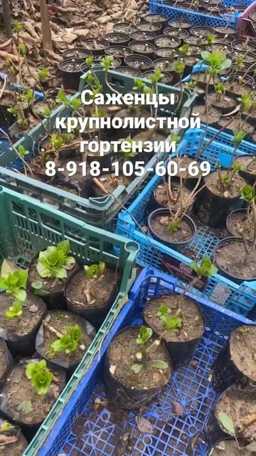 Саженцы крупнолистной гортензии-отправка по России 8-9