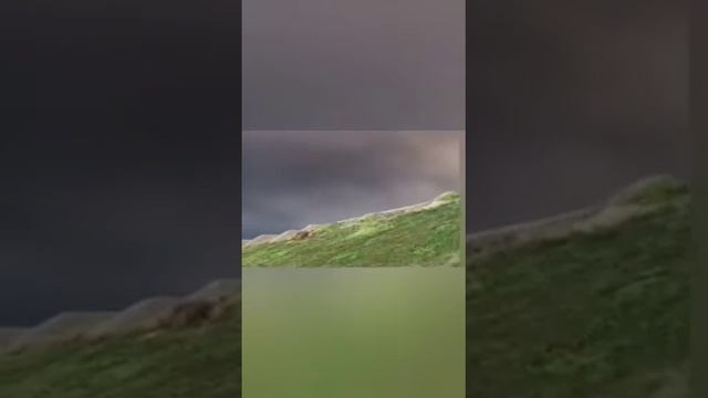 Вау Приколы прикольные √1 смотреть онлайн