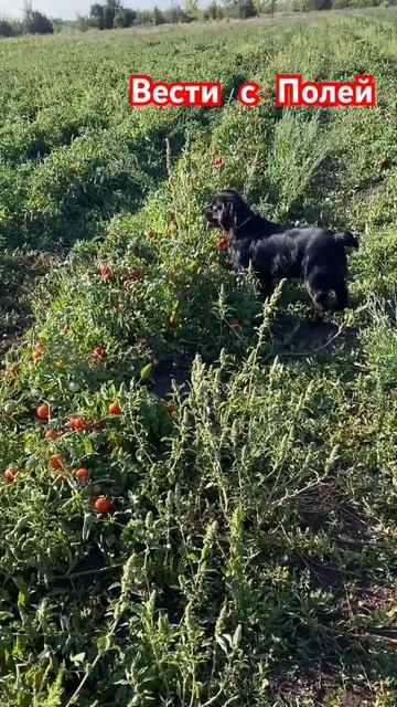 Вести с полей #огород #рассада #помидоры #урожай смотреть онлайн