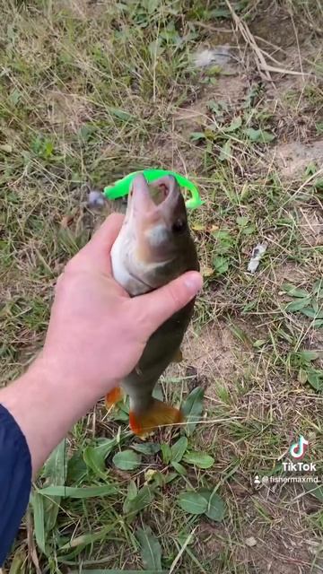 Есть здесь дёны рыбаков? #рыбак #рыбалка #angeln #fishing #спин смотреть онлайн