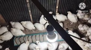 Содержание цыплят в брудере. Таблица температурного р