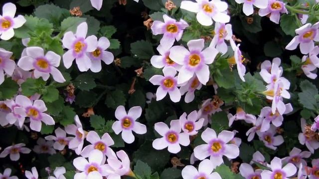 Растение Бакопа (англ. Bacopa, лат. Bacopa monnieri) смотреть онлайн