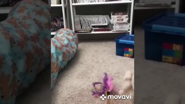 Я РЖАЛ ДО СЛЕЗ😂Смешные видео с котами ● смешные котики смотреть онлайн