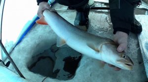 рыбалка на амуре 11.12.24