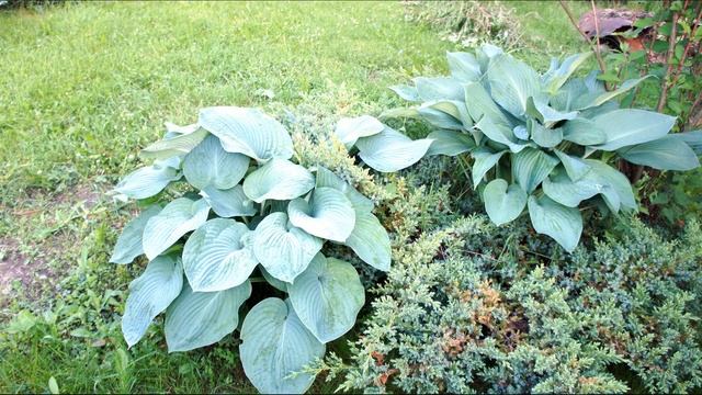 Хоста Зибольда Элеганс, Hosta Sieboldiana Elegans, Питомник Садпо? смотреть онлайн