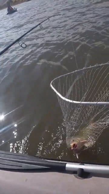 #дон 🎣🐳#осенняя #рыбалка #на_джиг 🎣 попался #рыжий! ? смотреть онлайн