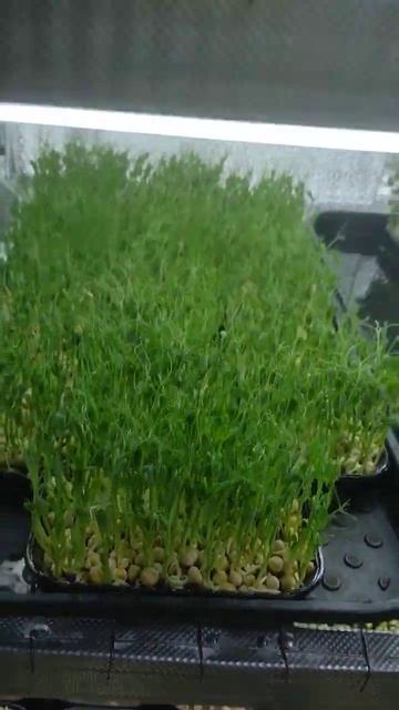 Бизнес дома, выращивание микрозелени / Microgreens peas смотреть онлайн