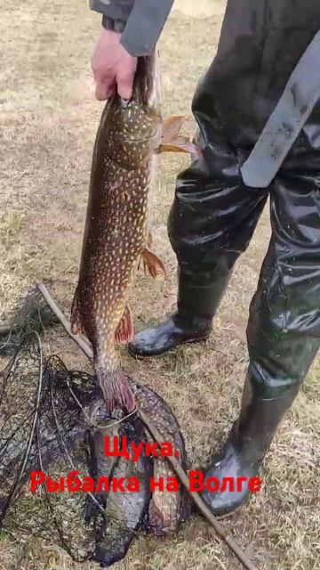 Щука 7кг. Рыбалка на Волге. смотреть онлайн