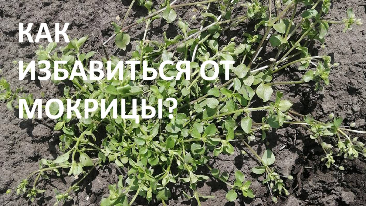 Как избавиться от мокрицы? Обзор деревенского огорода в начале июня 2021(архив) смотреть онлайн