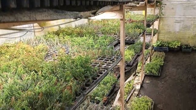 Результаты черенкования гортензий