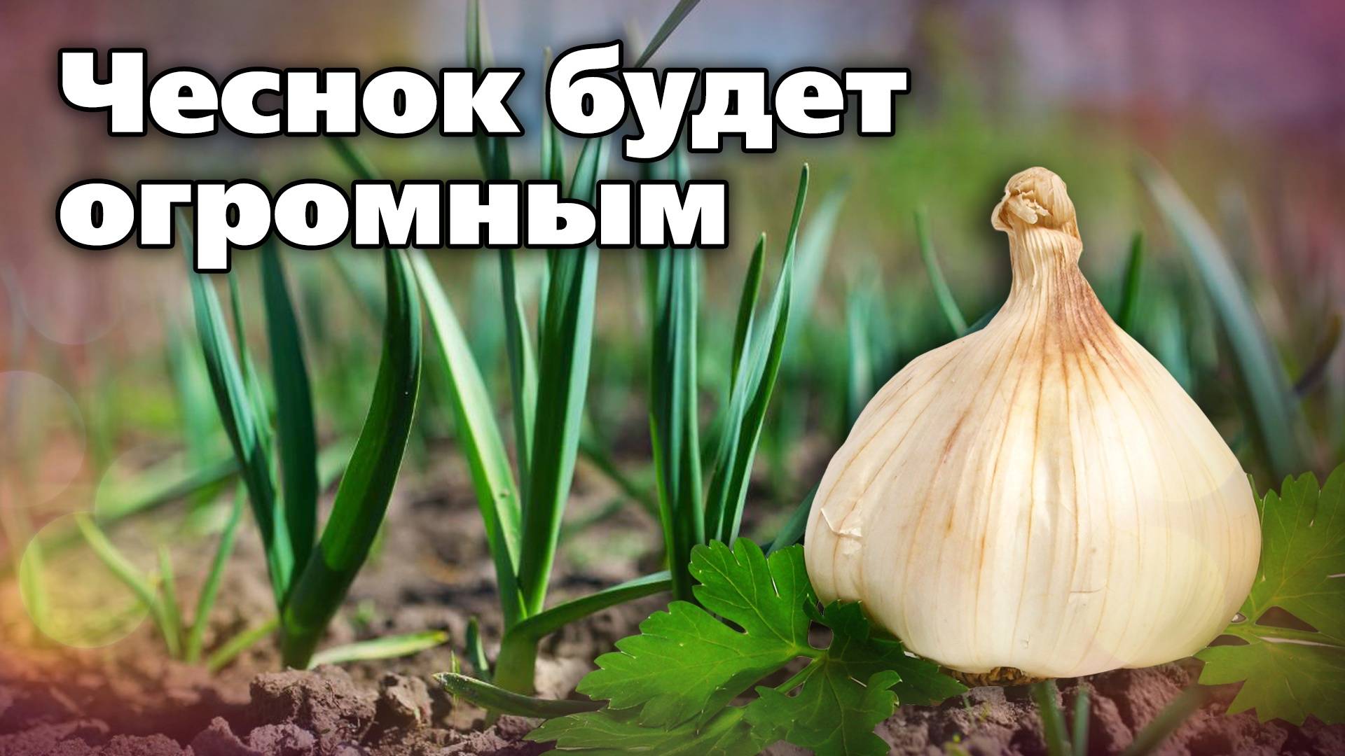 Весенние работы с озимым чесноком. Пошаговый план смотреть онлайн