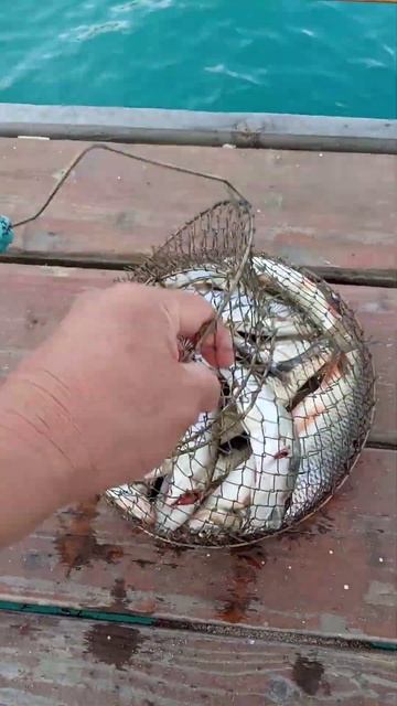 #чебак #иссыкКульский. #местанадознать #рыбалка