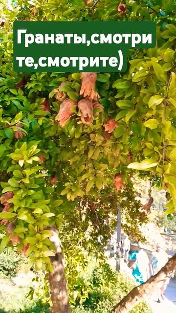 Вот это да, гранаты прям растут )))