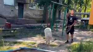 ПРОДОЛЖЕНИЕ! СЕСТРУ МАКСА ВАЩЕНКО УКУСИЛА СОБАКА