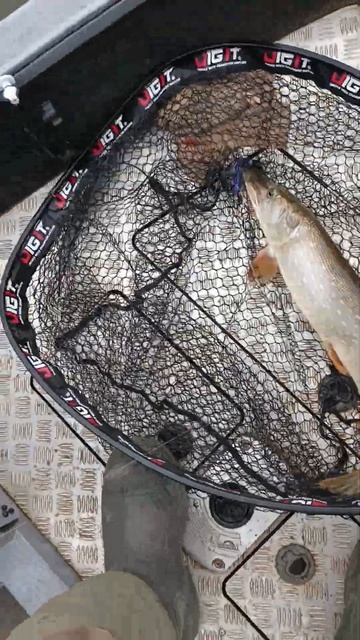 А вот и ,, ЩУКА,, , класс 👍👍👍 #джиг#спининг#кама#осень# смотреть онлайн