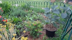 Руби Анабель. Сравниваем 2 гортензии: одна с формирующ?