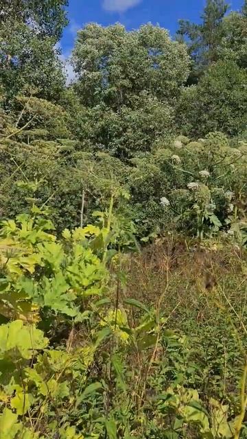 ОГРОМНЫЙ БОРЩЕВИК / борщевик сосновского