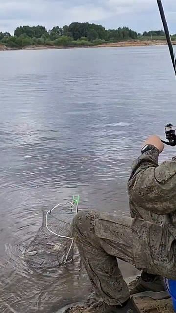 Чехонь на попалавок🎣🎬✅️ #позитивноенастроение #fishi смотреть онлайн