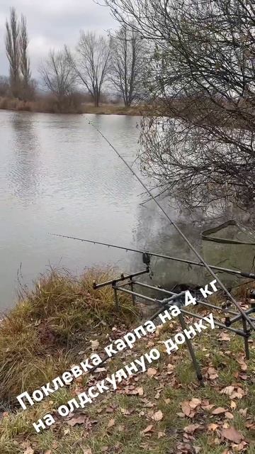 Поклевка карпа на 4 кг, олдскульная донка))) #nature #carpfishing