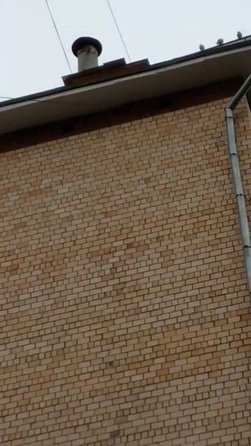 если голубей нет где они могут быть? смотреть онлайн