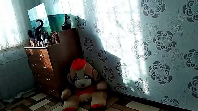 Моя кошка Дина   / играем