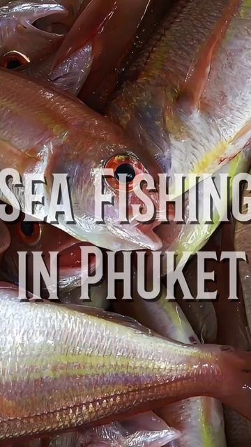 King mackerel, bluefin tuna 🎣🏝️#fishing #subscribe #phuket #shorts #bigfish#рыбалка# смотреть онлайн