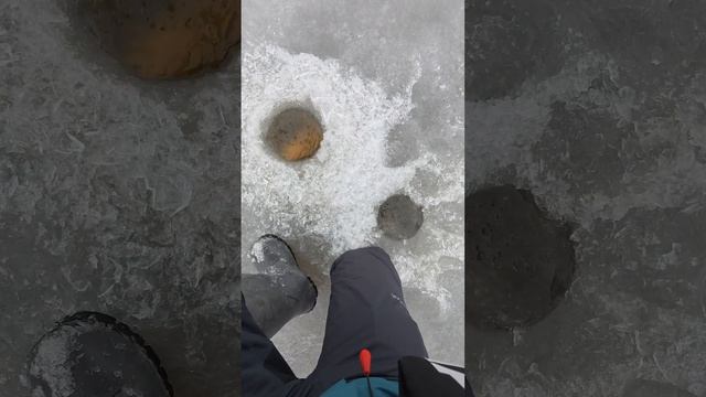 Щука на слаг зимой. #garmin #panoptix #pike #fishing #zetrix #lvs34 #ursa #haibo