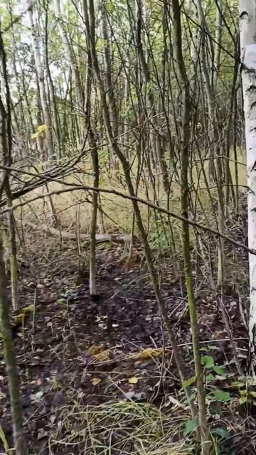 Один под берёзой, другой под осиной смотреть онлайн