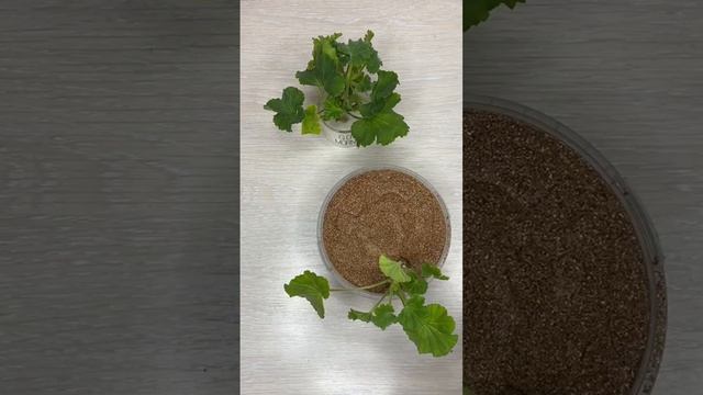 Укореняем герань/// БЫСТРО и ПРОСТО! #укоренениечеренк? смотреть онлайн