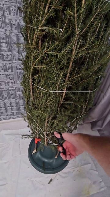 Живые ёлочки в Иркутске в декабре 2024 года. #новыйгод #hap смотреть онлайн