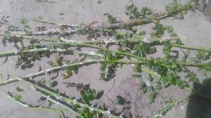 Мучнистая роса . Заболевание роз, возбудитель - сумчатый гриб