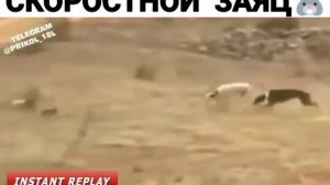 Охотничьи собаки гоняться за зайцом, охота на зайца, коментатор жжет, заяц уделывает собак, прикол)