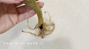 №118. Калатея. Черенкование как способ размножения и ом