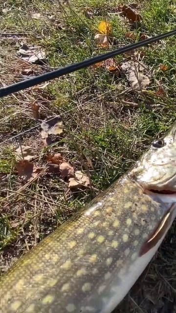 Azura Sawada 2022. Щука. Осінь 2022 🔥 #azurasawada #спиннинг2022 #спинни? смотреть онлайн